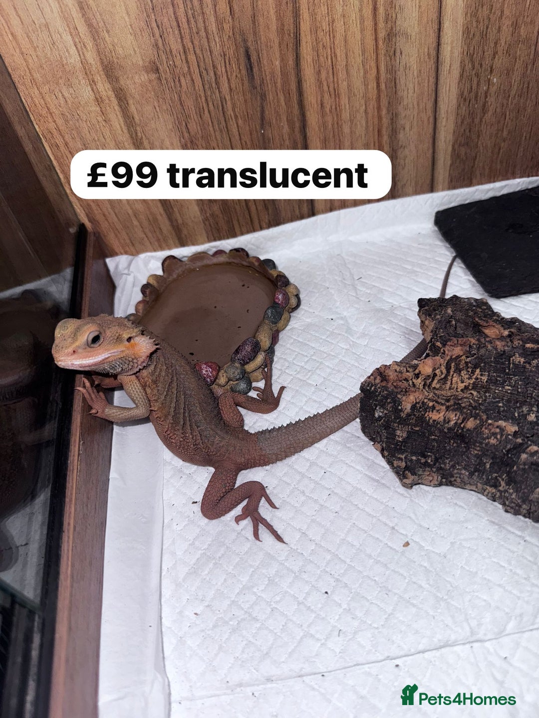 Bearded Dragon reptiles for sale: Bearded dragons babies&adults possible full setup - Advert 2