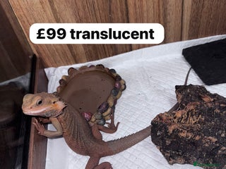 Bearded Dragon reptiles - Advert 3