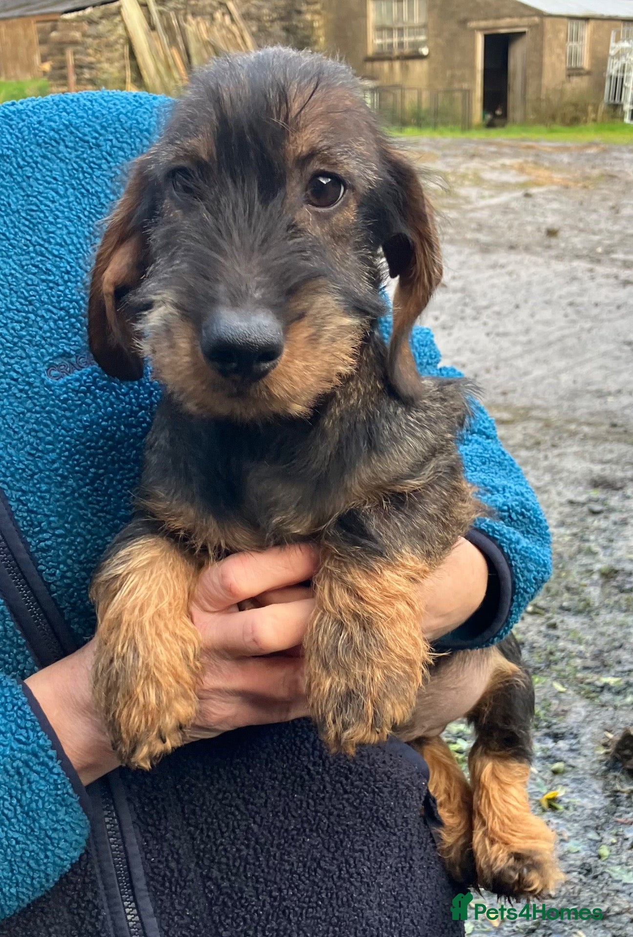 Dachshund dogs for sale: Wirehaired Dachshund Teckel KC registered puppies  - Advert 14