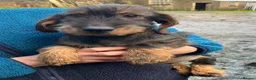 Dachshund dogs for sale: Wirehaired Dachshund Teckel KC registered puppies  - Advert 1