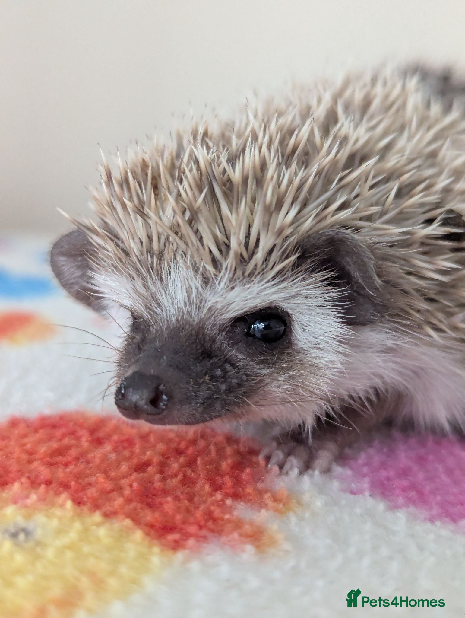 Pygmy Hedgehog rodents Beautiful Little Hoglets Ready to Reserve Now - Advert 1