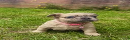 French Bulldog dogs for sale: Beautiful French Bulldog Puppies in Cardiff - Advert 13