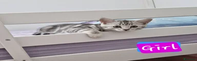 British Shorthair 5