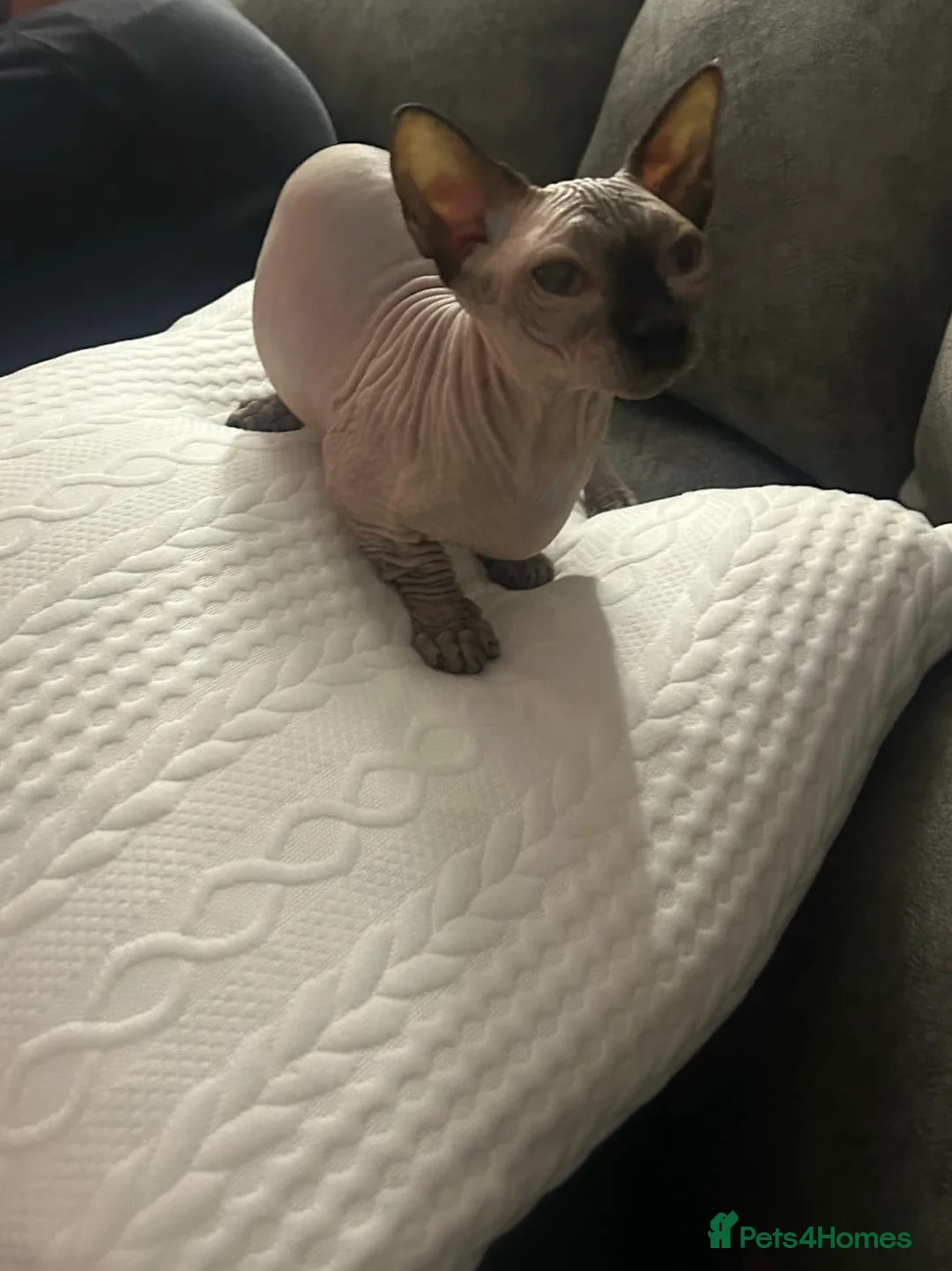 Sphynx cats for sale: Male bambino sphynx  in Cwmbran - Advert 2