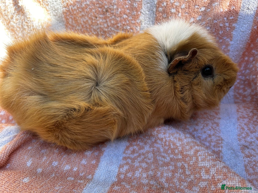 Guinea Pig rodents for sale: Gorgeous Girls  - Image 3