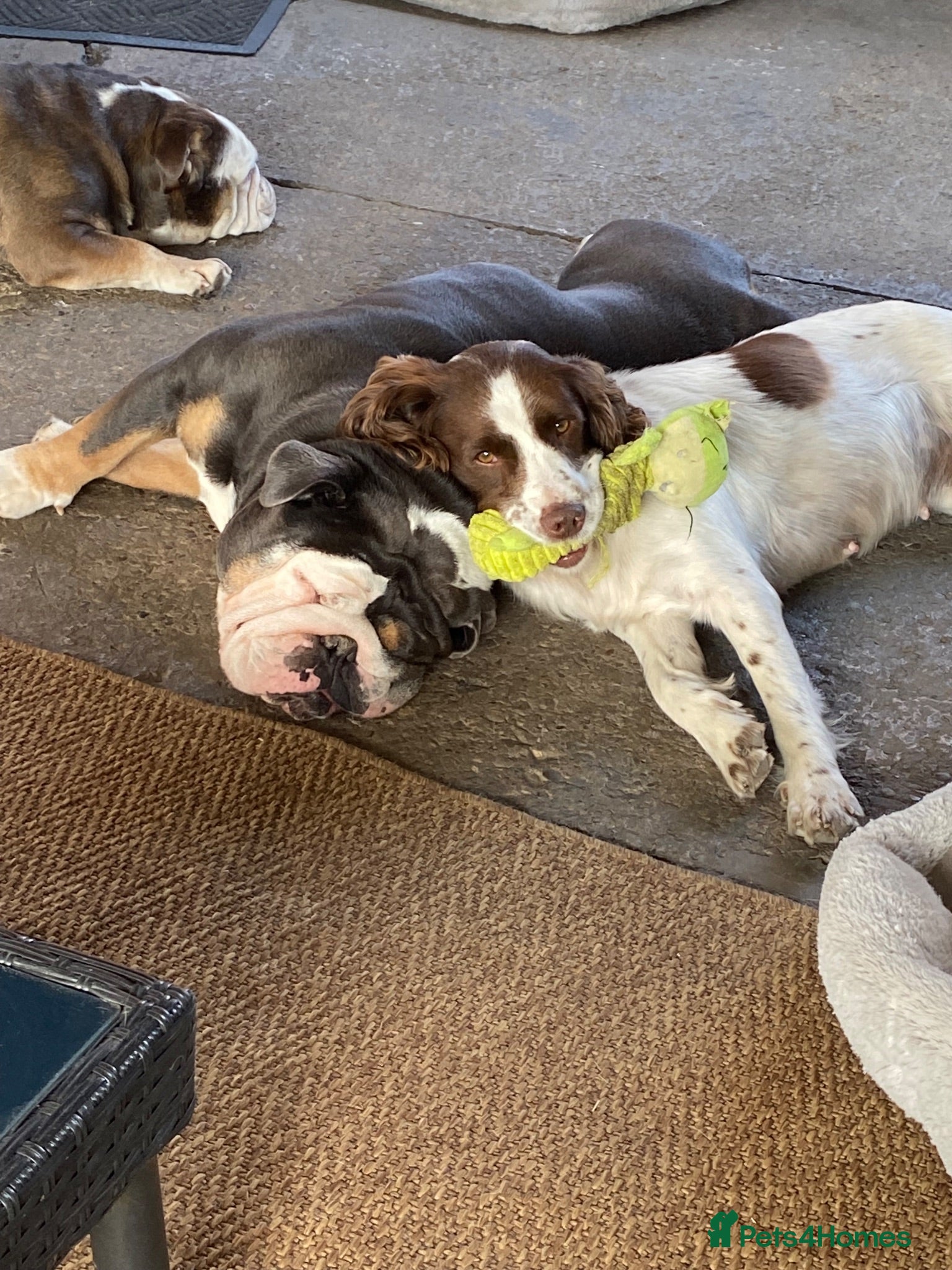 English Springer Spaniel dogs Dolly looking for a home  - Advert 3