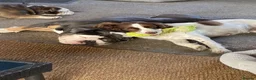 English Springer Spaniel dogs for sale: Dolly looking for a home  - Advert 1