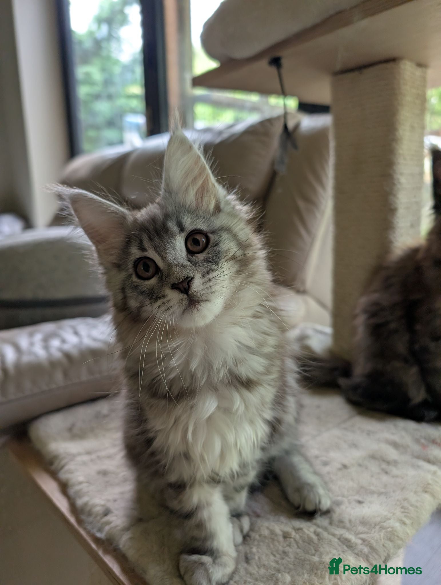 Maine Coon cats Ready now. Tica Registered Maine coon Kittens  - Advert 1