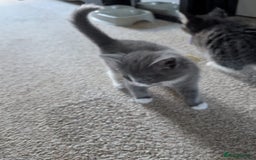 British Shorthair cats for sale: Beautiful British short hair  - Image 13