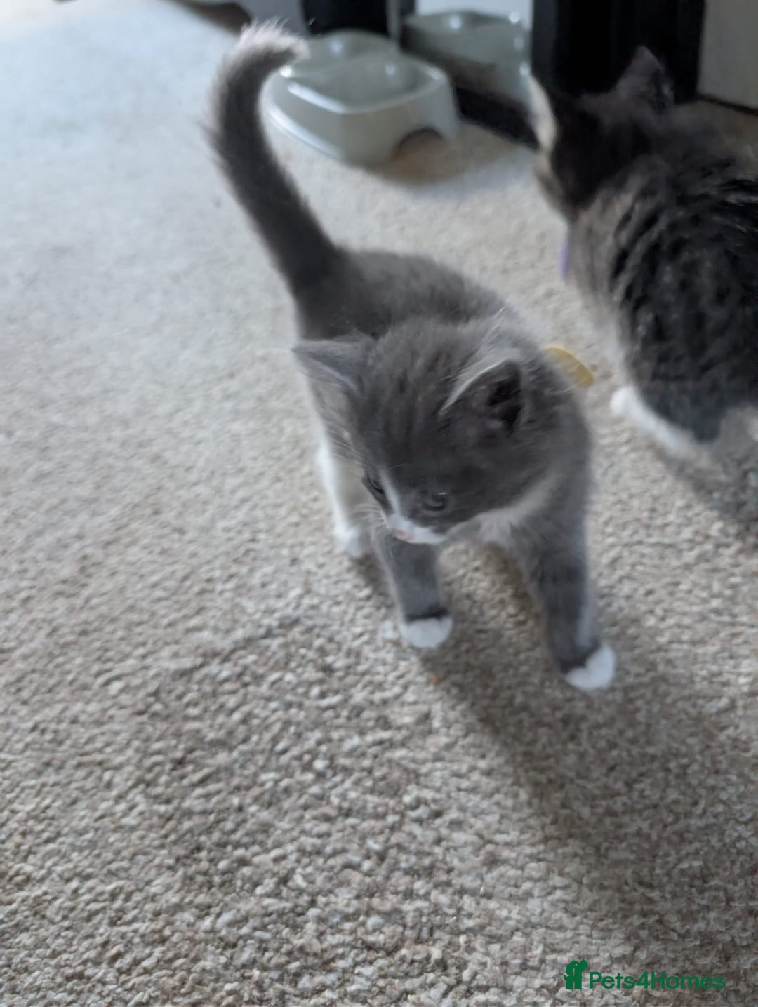 British Shorthair cats for sale: Beautiful British short hair  - Image 13
