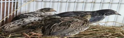 Quail poultry for sale: Chinese Painted Button Quail Groups  - Advert 18