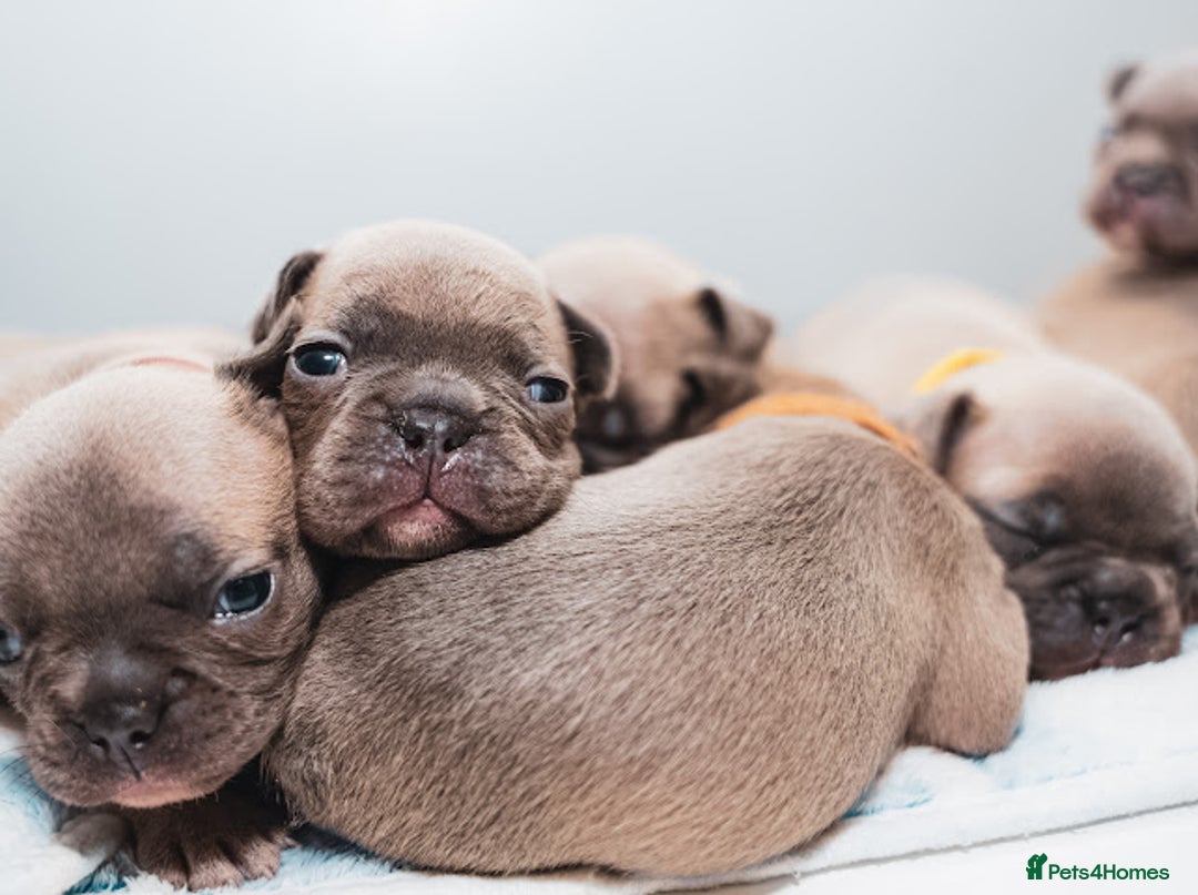 French Bulldog dogs for sale: 5 boys and 3 girls - DEPOSITS BEING TAKEN - Advert 7