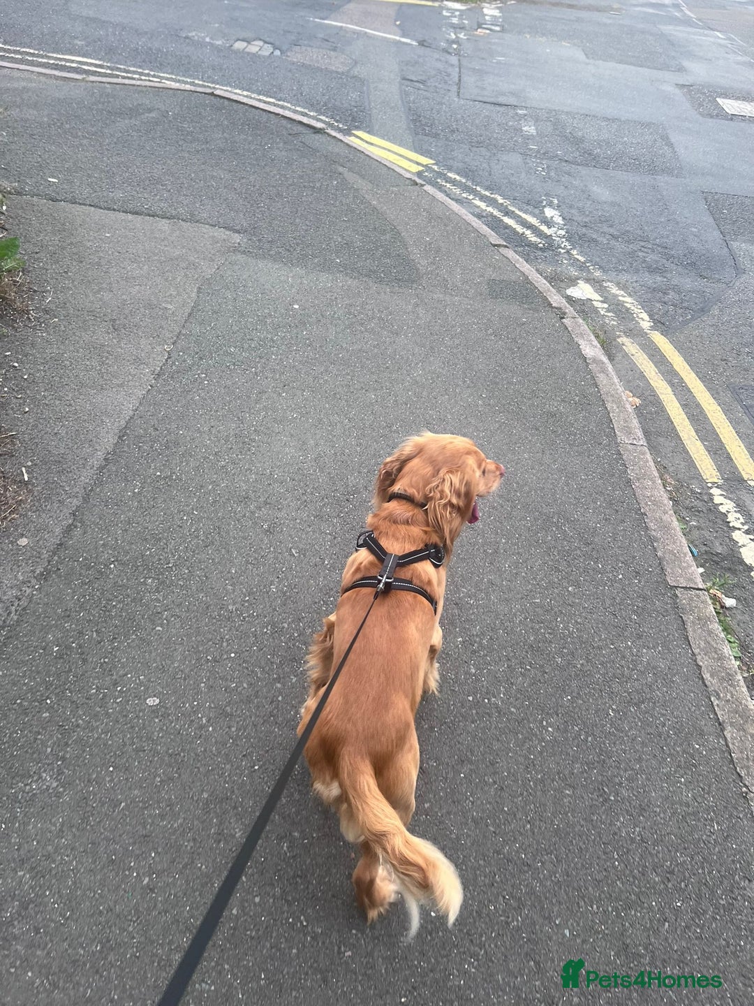 Cocker Spaniel dogs for sale: Adorable Male Cocker Spaniel - Advert 3