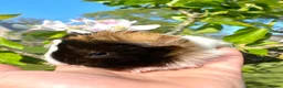 Guinea Pig rodents for sale: Guinea Pig Looking for their forever homes  - Advert 22