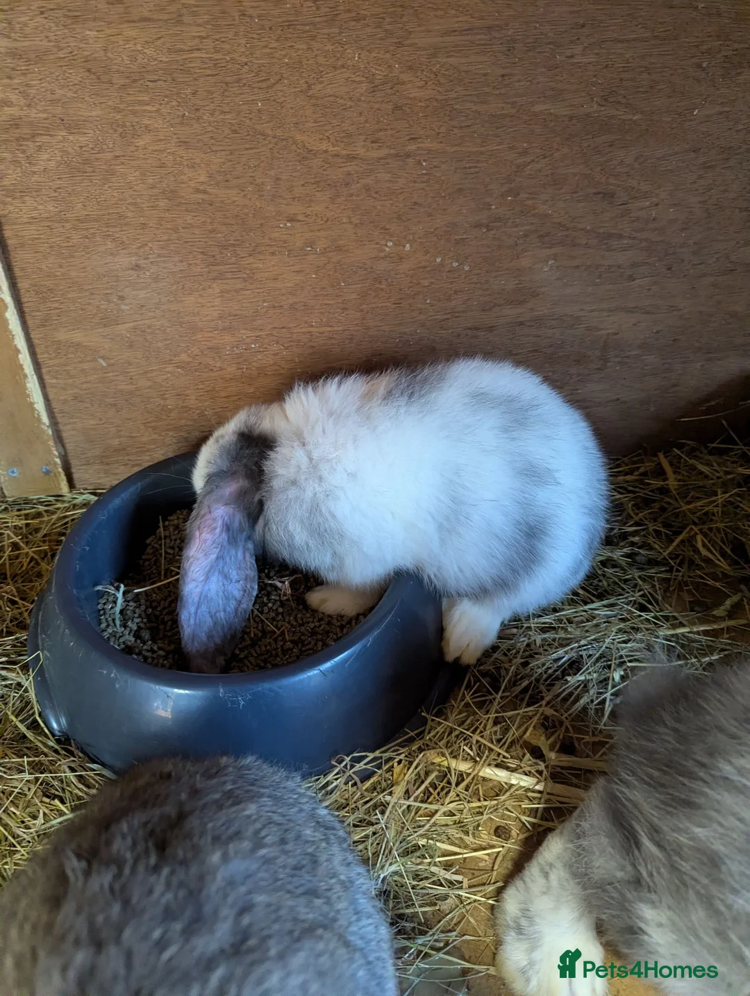 French Lop rabbits for sale: French lops  - Advert 2