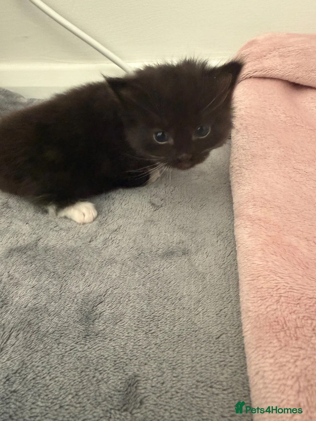 Mixed Breed cats for sale: 5 beautiful kittens  - Advert 2