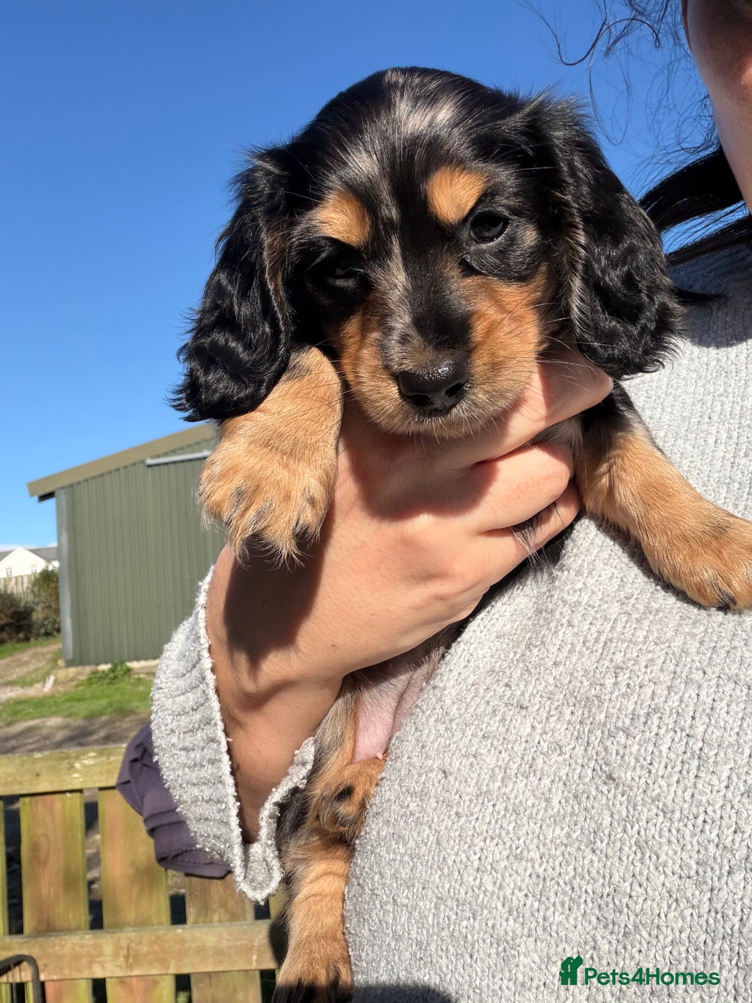 Miniature Dachshund dogs for sale: Beautiful KC silver dapple longhair miniature girl - Advert 25