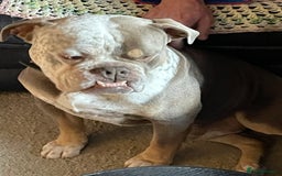 Dorset Olde Tyme Bulldogge dogs for stud: Brock - Image 13