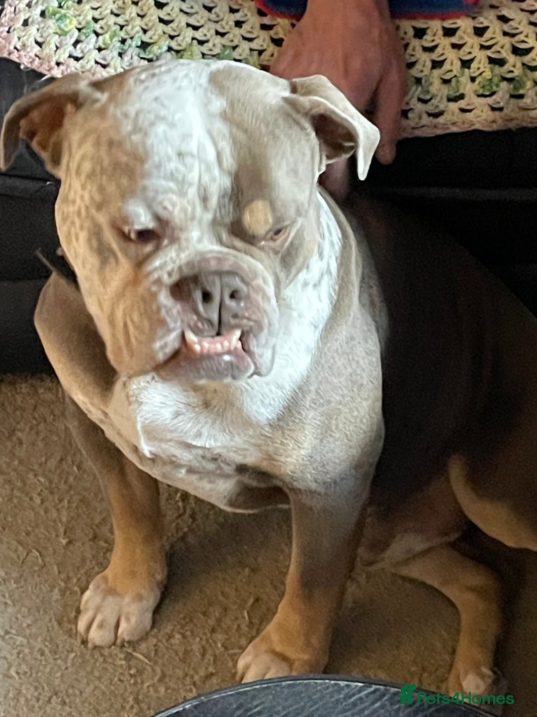 Dorset Olde Tyme Bulldogge dogs for stud: Brock - Image 13
