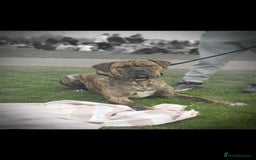 Presa Canario dogs for stud: Presa canario Stud - Image 5