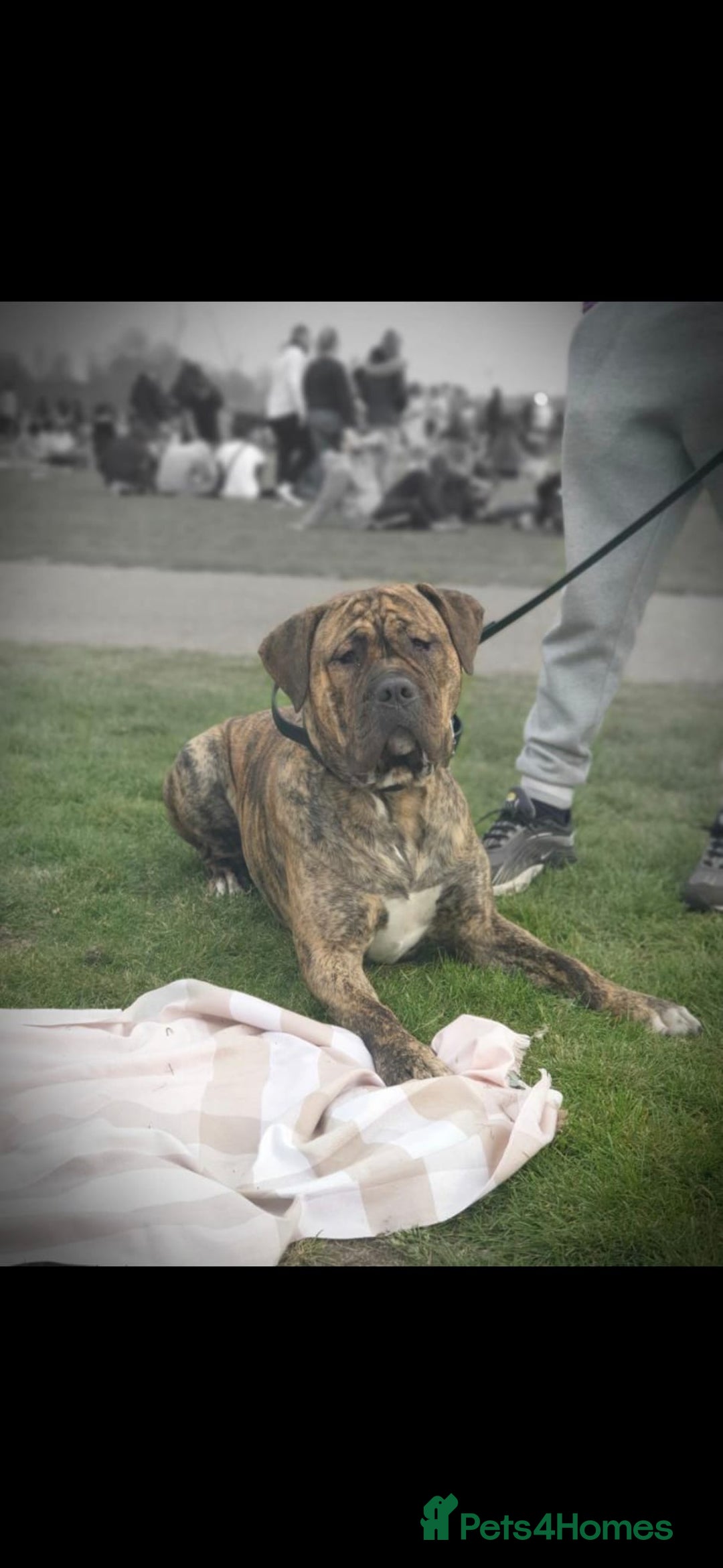 Presa Canario dogs for stud: Presa canario Stud - Image 5