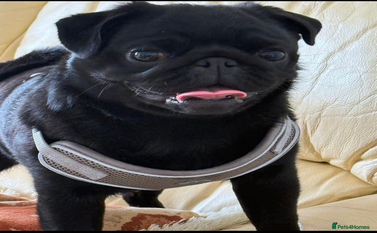 Pug dogs - Advert 1