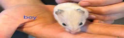 Hamster rodents for sale: Baby syrians - Advert 9