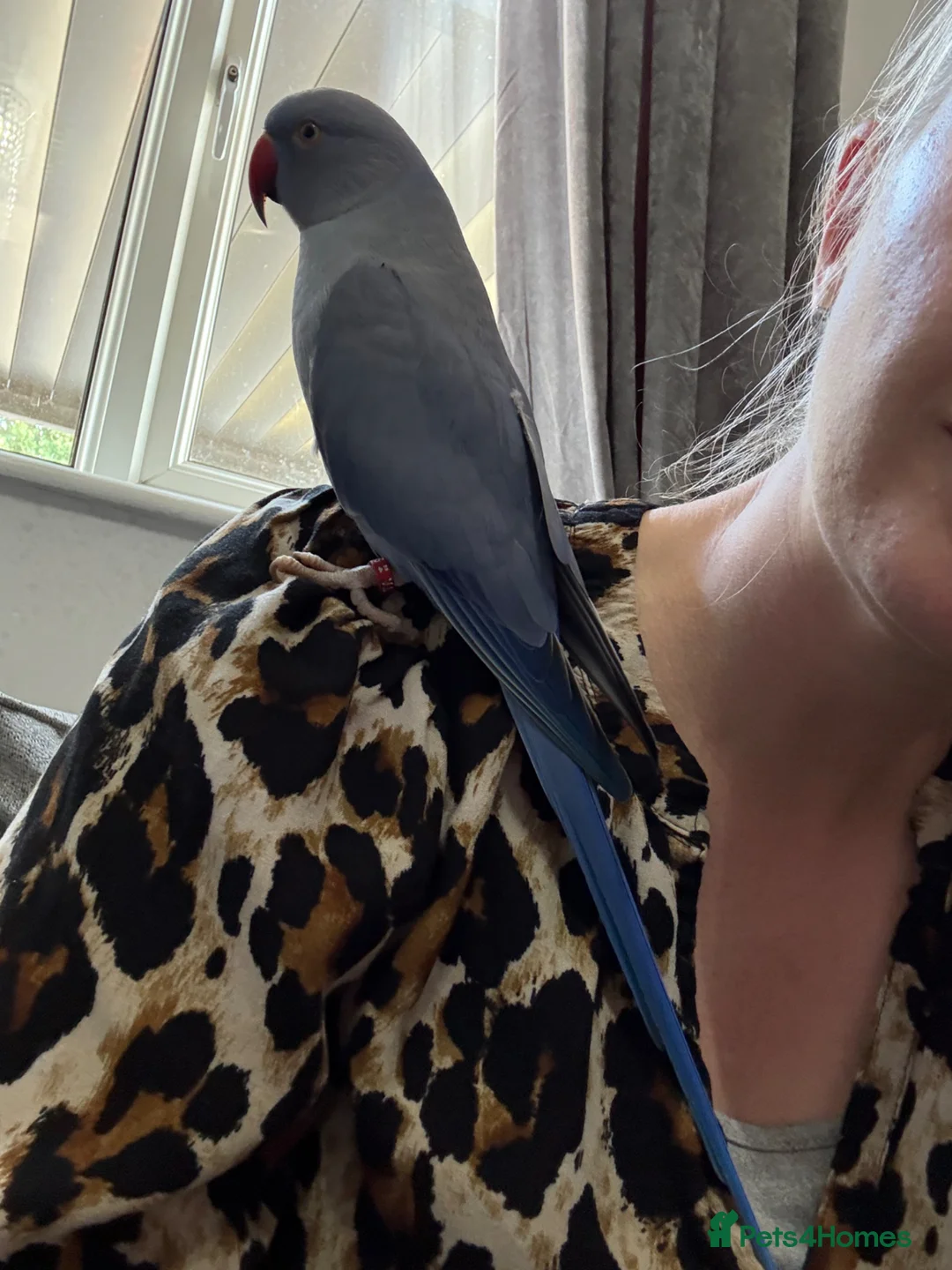 Parakeets birds for sale: Chatty indian ringneck - Advert 2