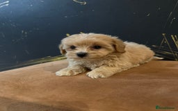 Maltipoo dogs for sale: Gourgeous toy maltipoo puppies❤️ - Image 9