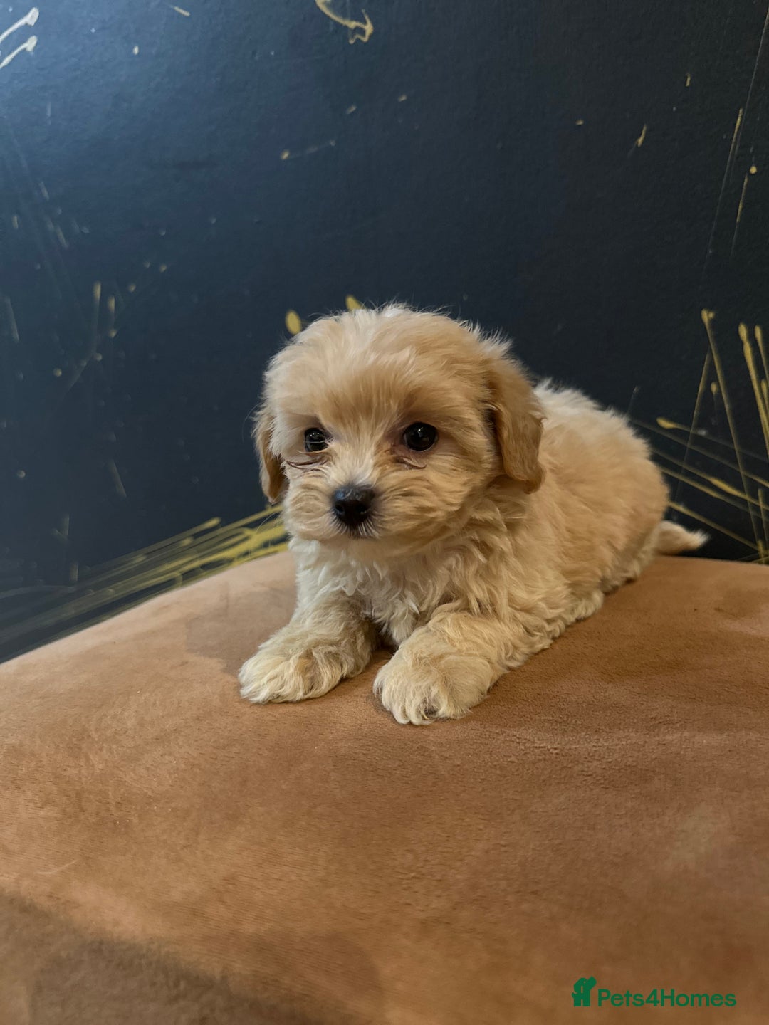 Maltipoo dogs for sale: Gourgeous toy maltipoo puppies❤️ - Image 9