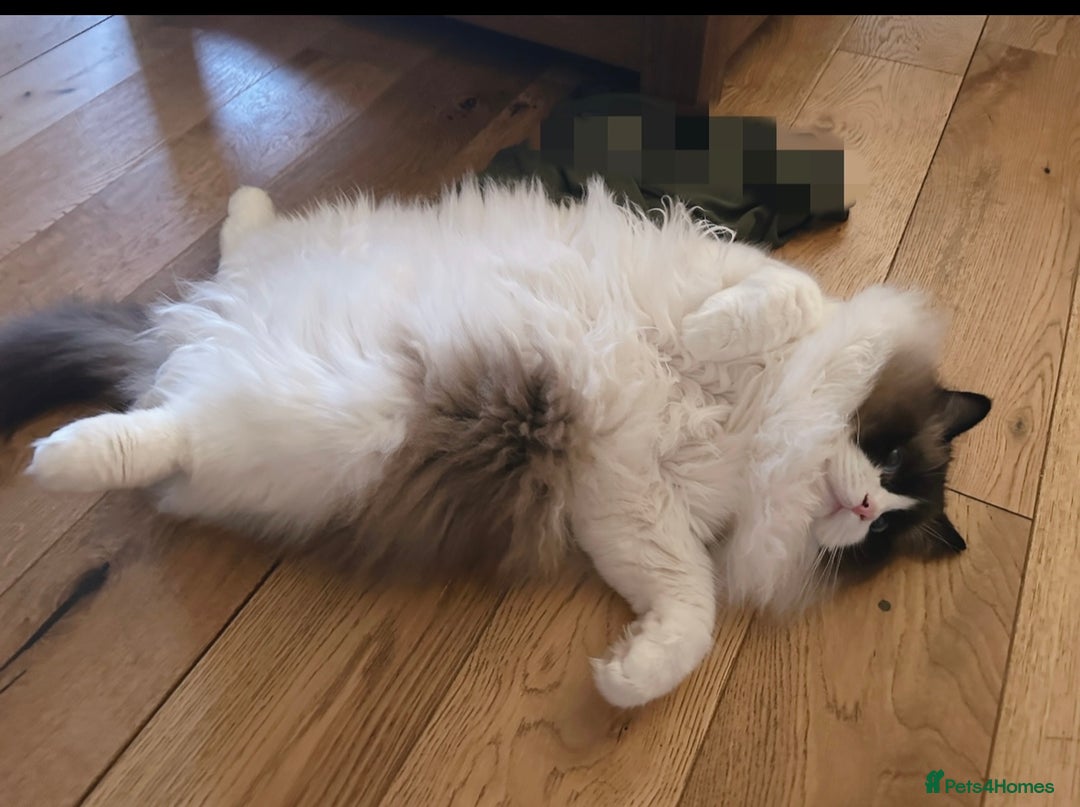 Ragdoll cats for sale: “Adult Ragdoll cat for sale — cute, gentle, - Advert 3