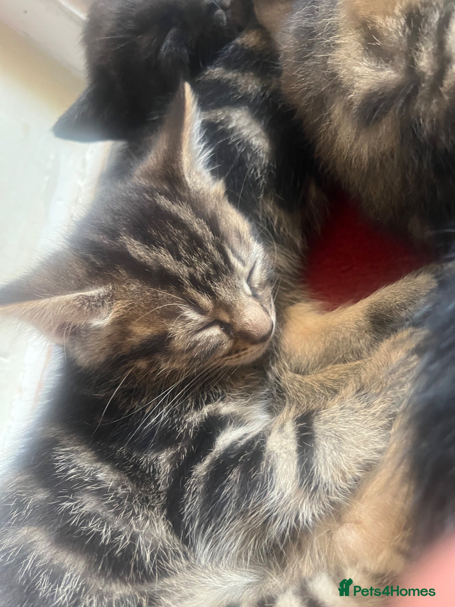 Mixed Breed cats 1 tabby male left  - Advert 4
