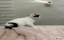 Domestic Shorthair cats for sale: Adorable Black & White Domestic Shorthair Kittens - Image 12