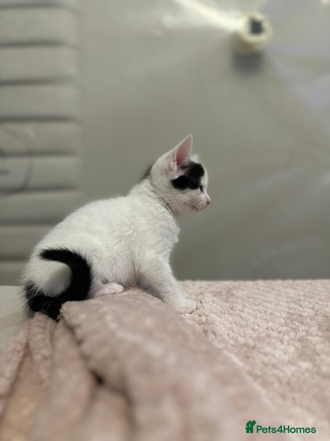 Domestic Shorthair cats for sale: Adorable Black & White Domestic Shorthair Kittens - Image 12