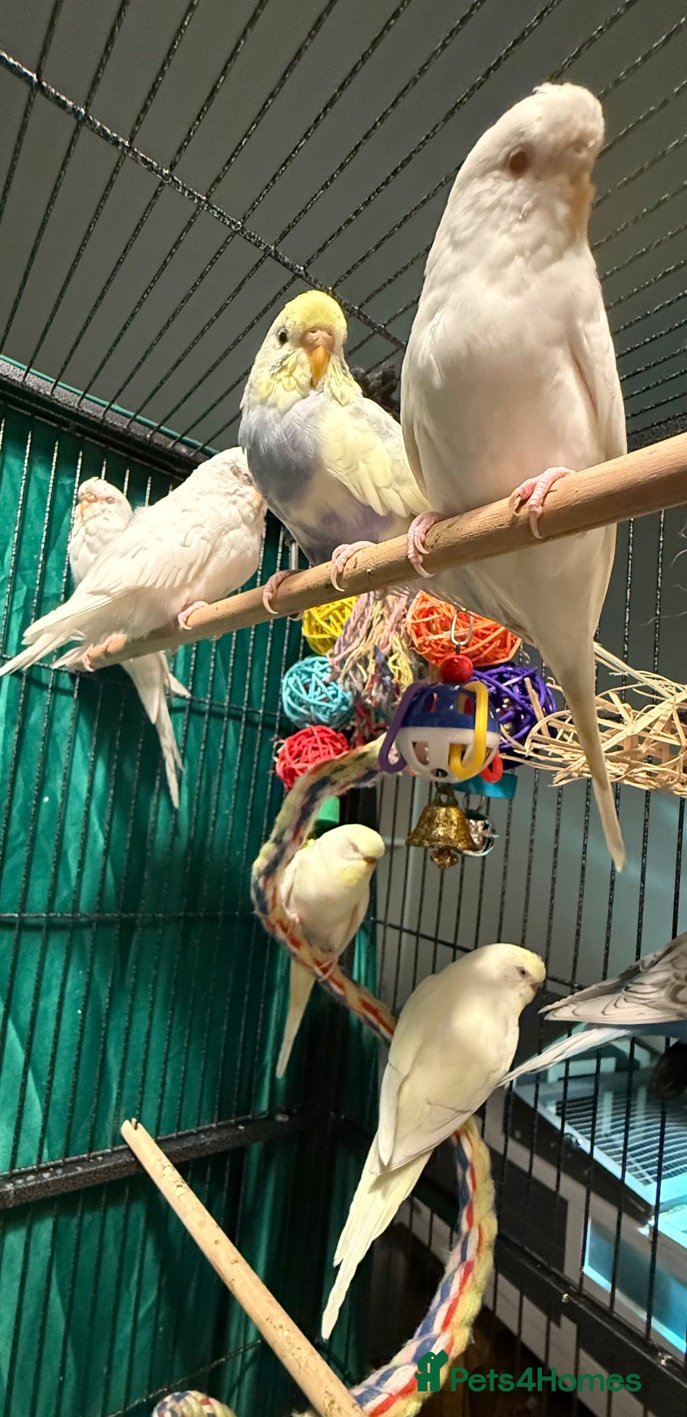 Budgerigars birds young  budgies available  Wa7  area   - Advert 2