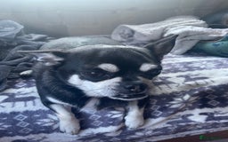 Chug dogs for sale: LOVING FAMILY DOG  - Image 1