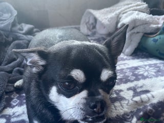 Chug dogs - Advert 10