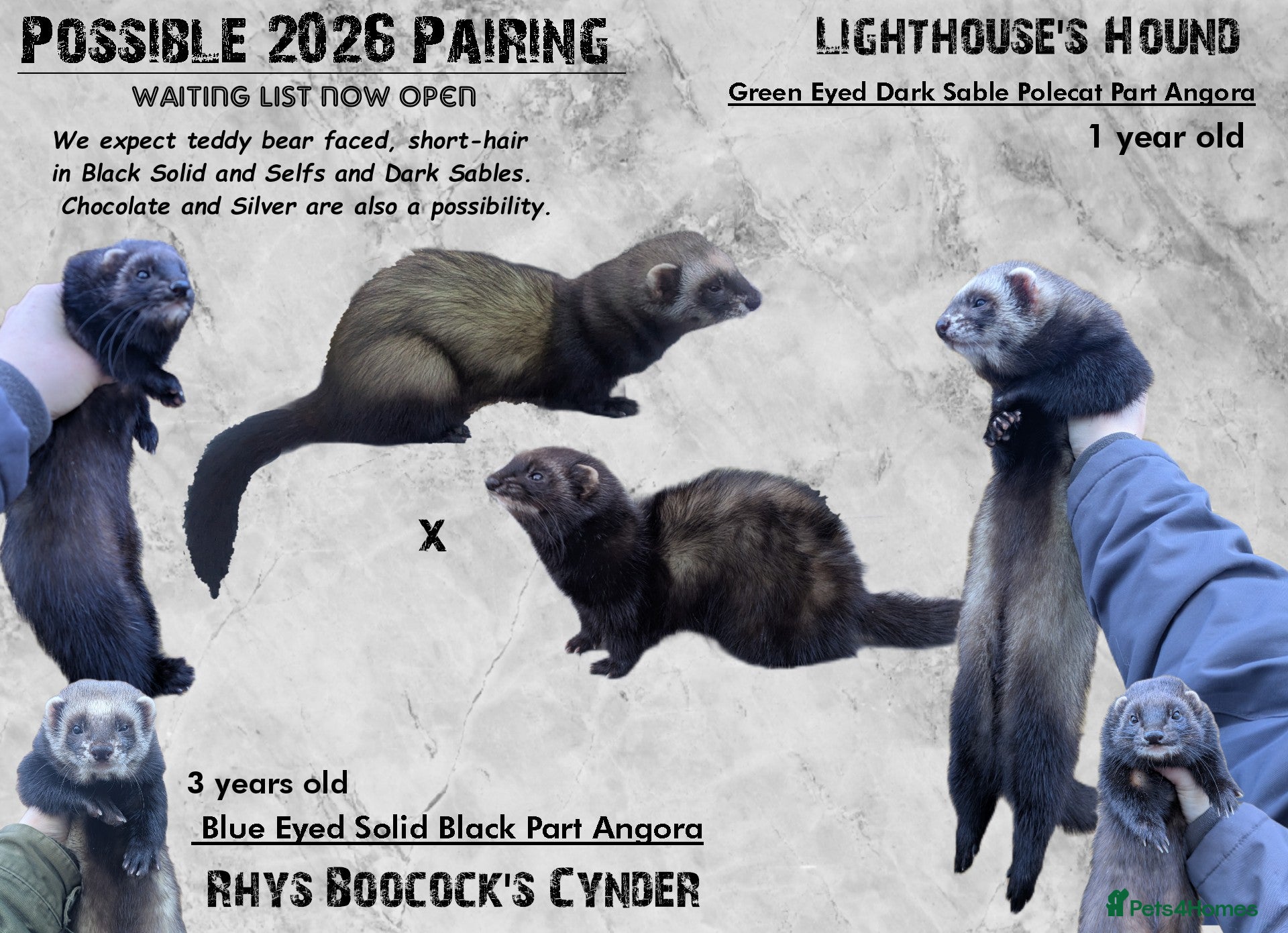 Ferret rodents Black Ferret Kits WAITING LIST  - Advert 1