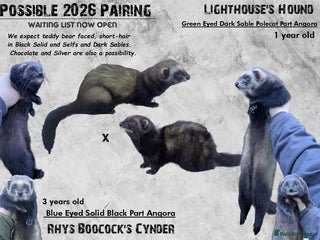 Ferret rodents Black Ferret Kits WAITING LIST - Advert 1