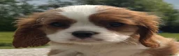 Cavalier King Charles Spaniel dogs for sale: Healthy DNA clear affectionate cuddly pups - Advert 13