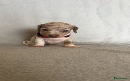 Miniature Dachshund dogs for sale: 5 beautiful Miniture dachshunds for sale - Image 8