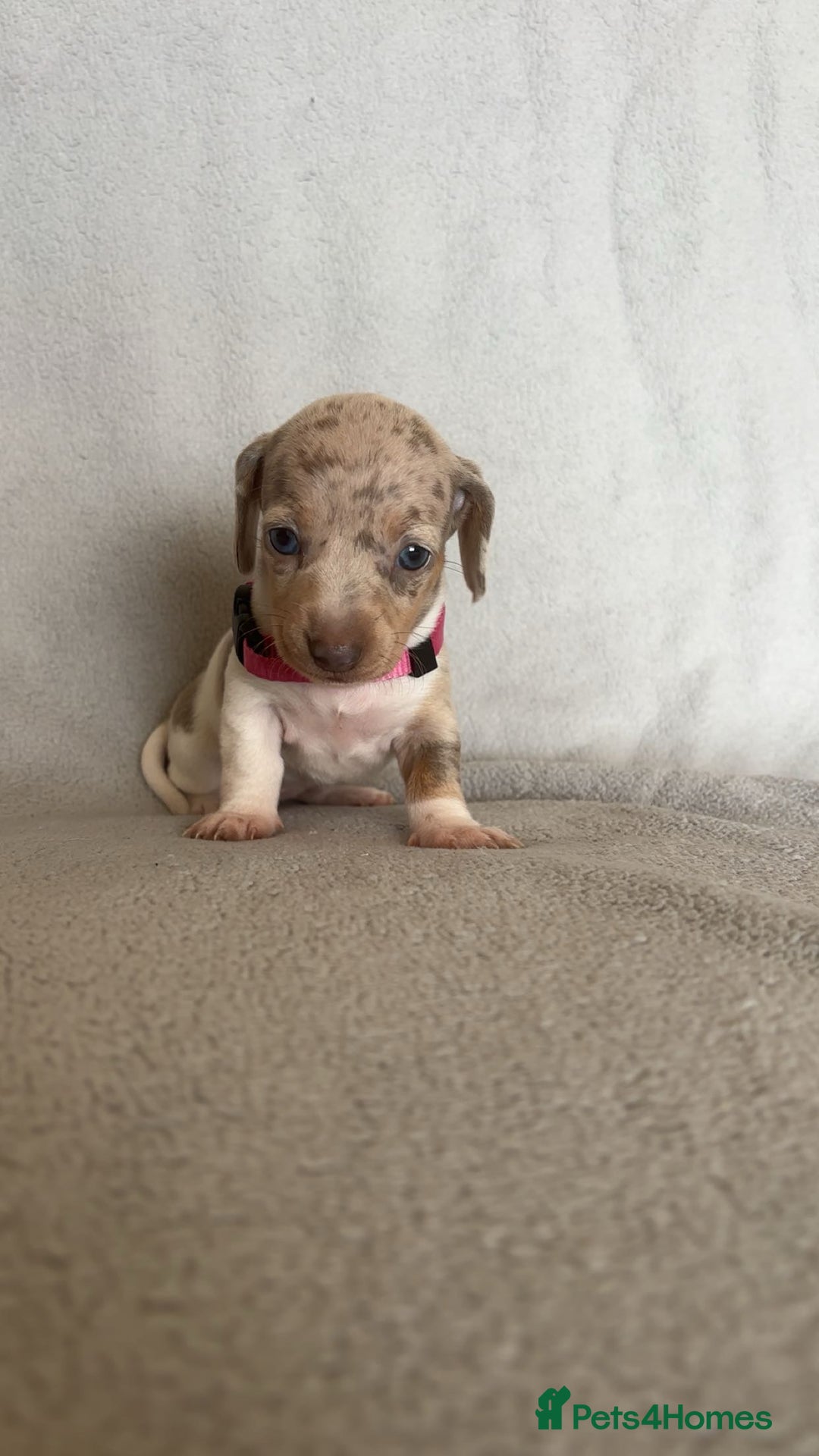 Miniature Dachshund dogs for sale: 5 beautiful Miniture dachshunds for sale - Image 8
