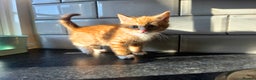 European cats for sale: Beautiful Ginger Male & Female Kittens  - Advert 9