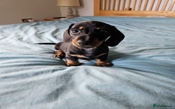 Dachshund dogs for sale: Pure bred perfect dachshund puppies - Image 7