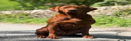 Labrador Retriever dogs for sale: FOXRED LABRADOR in Catterick Garrison - Advert 4
