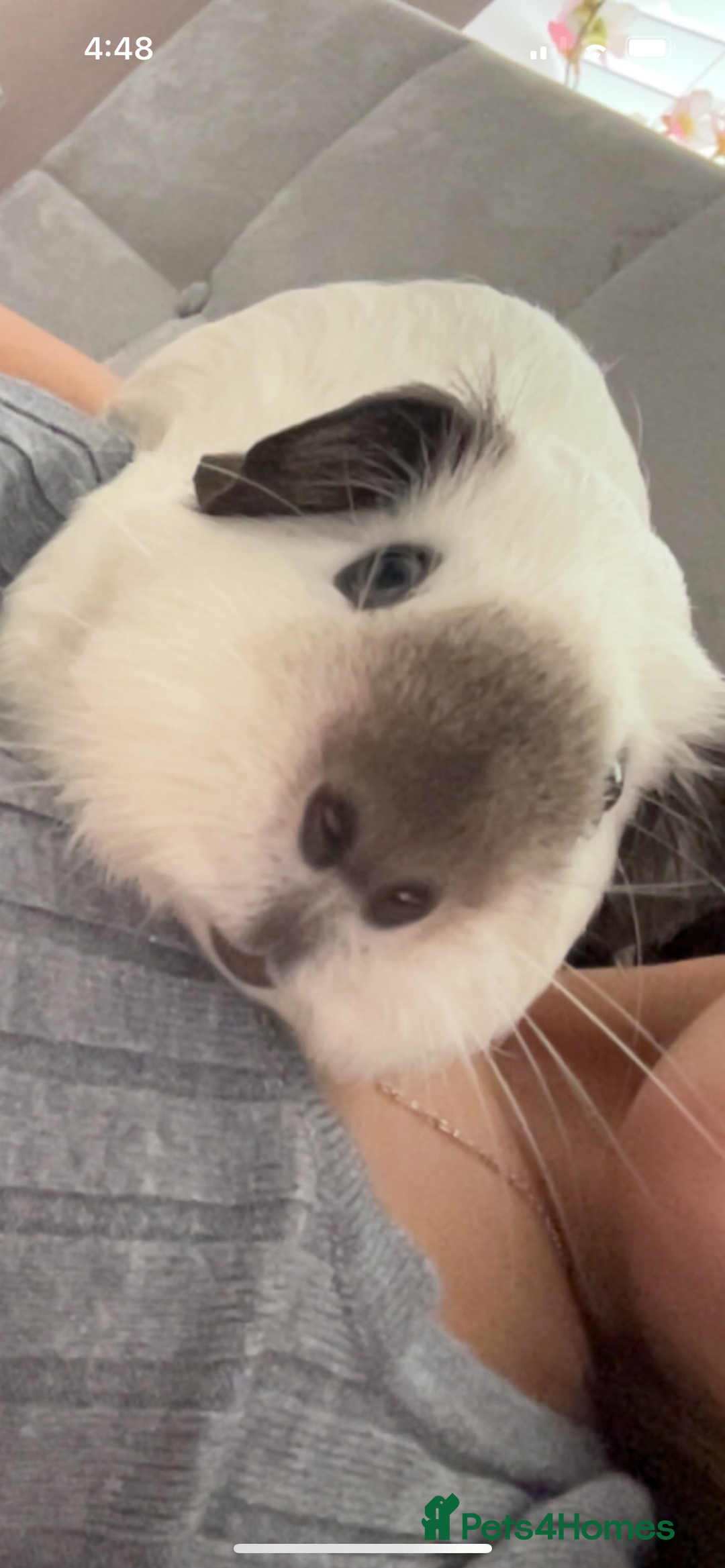 Guinea Pig rodents for sale: Beautiful mixed gender guinea pigs  - Advert 4