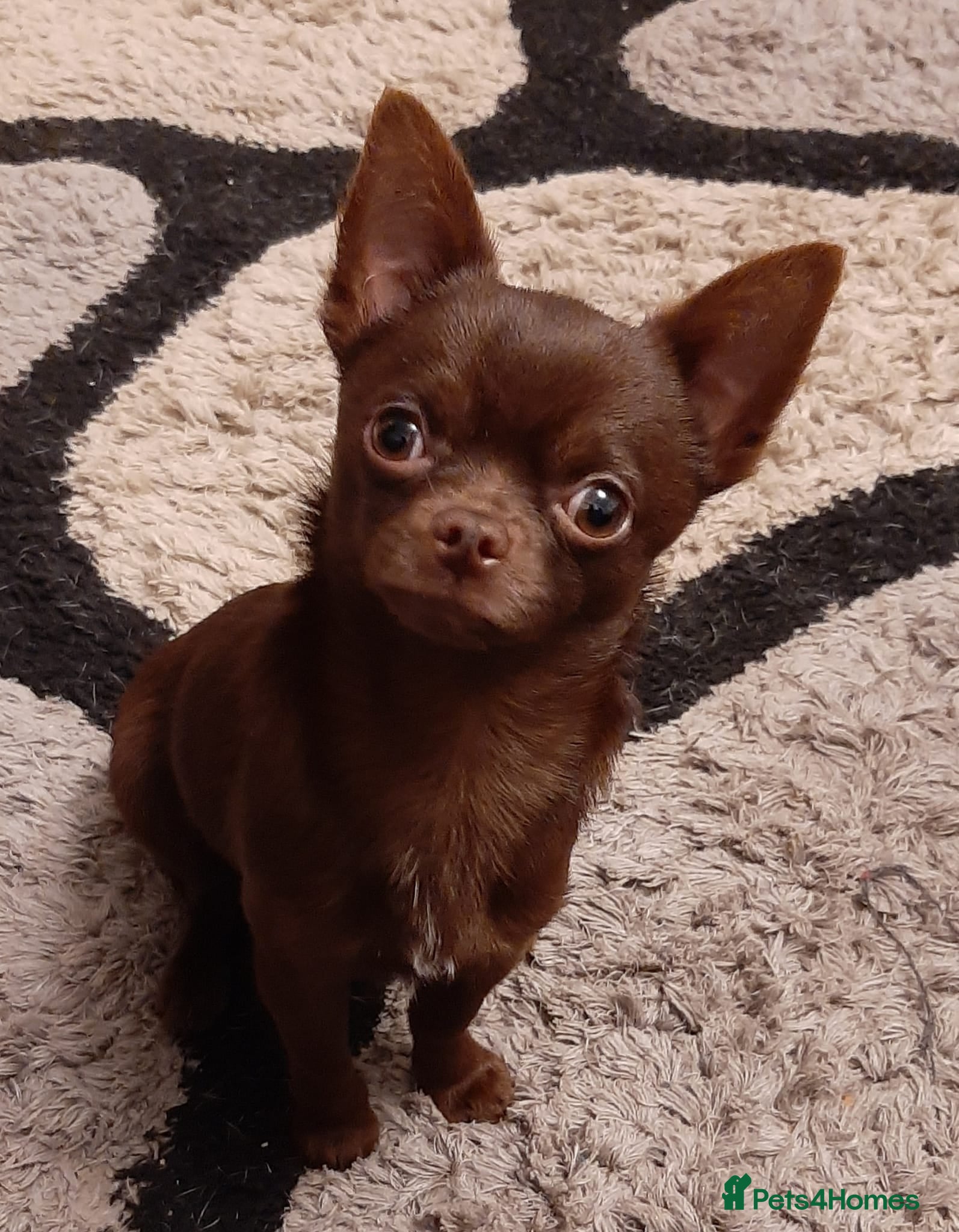 Chihuahua dogs FREDERICK VON LOVEHUNTER KC Champion heritage Stud in Chorley - Advert 7