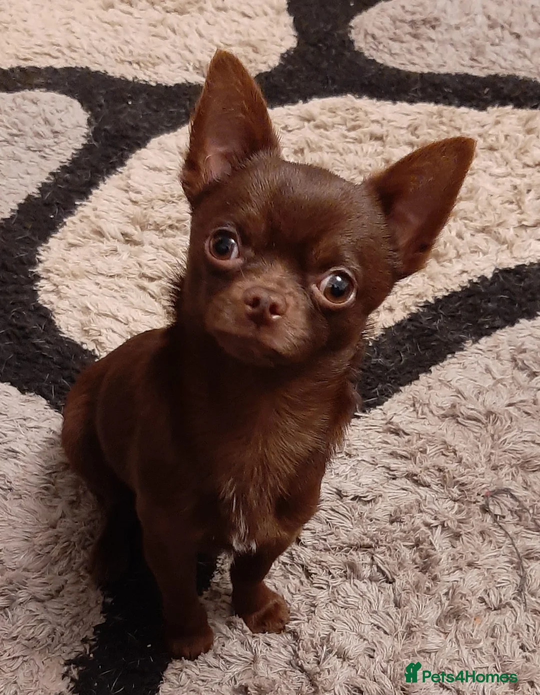 Chihuahua dogs for stud: FREDERICK VON LOVEHUNTER KC Champion heritage Stud in Chorley - Advert 8