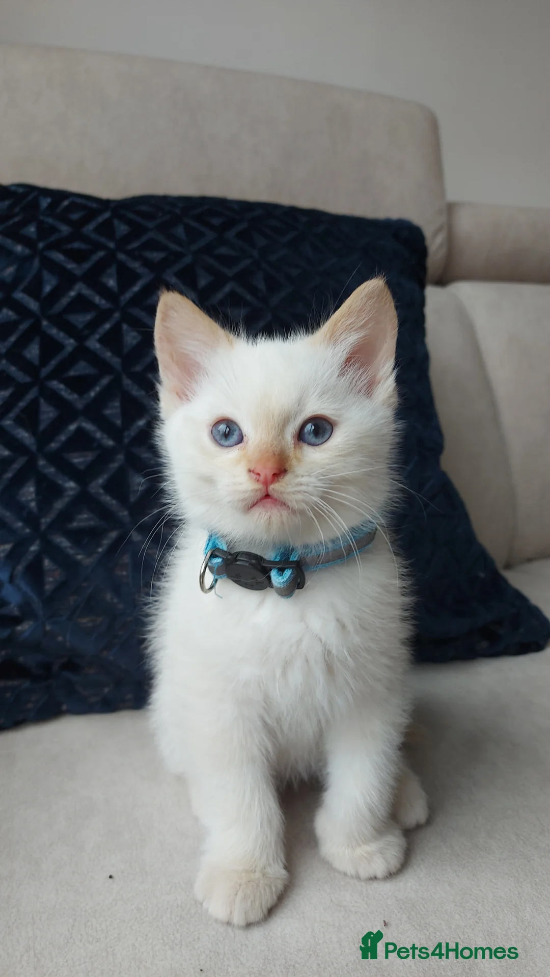 Siamese cats for sale: STUNNING FLAME POINT SIAMESE KITTENS - Advert 1