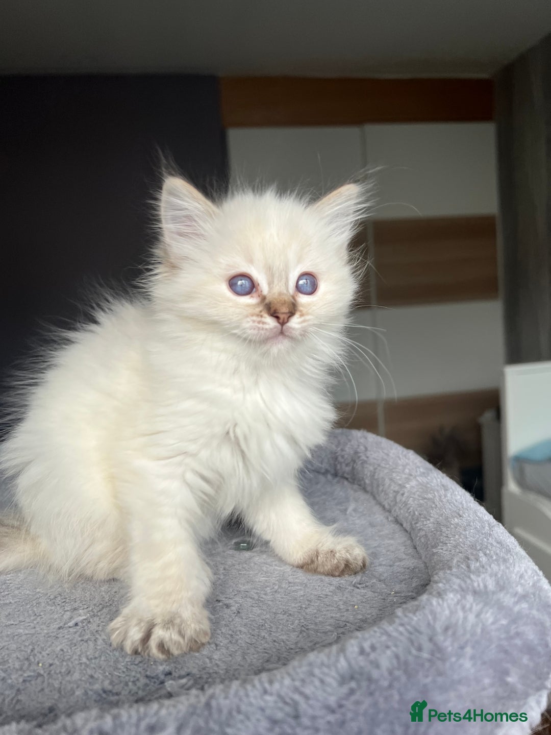 Ragdoll cats for sale: GCCF Ragdoll kittens for sale - Advert 4